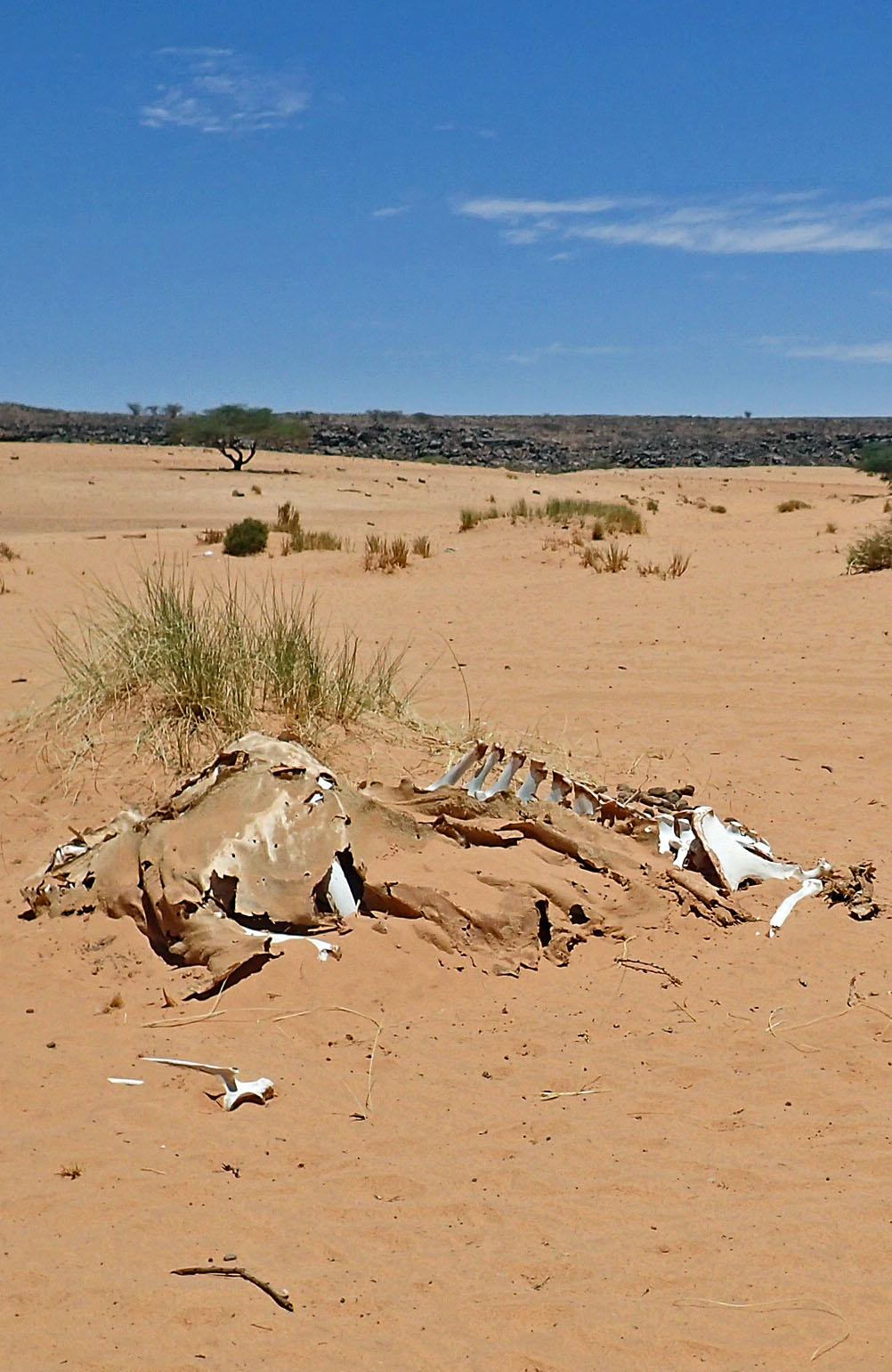 Skelett Wüste Mauretanien